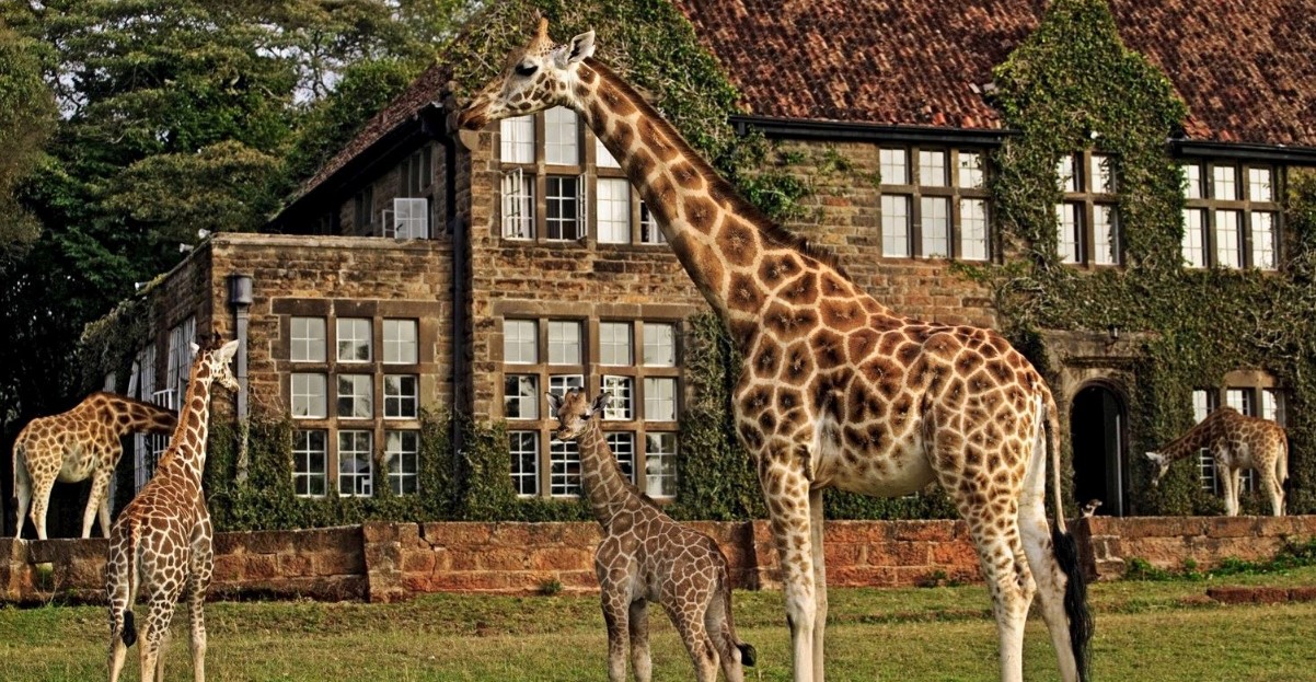Giraffes reaching into the windows of Giraffe Manor