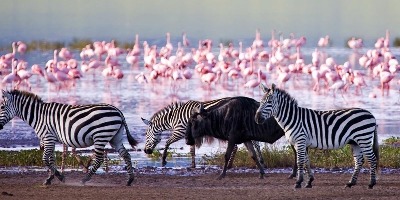 Zebras and wildebeest walking past thousands of pink flamingos at Lake Nakuru