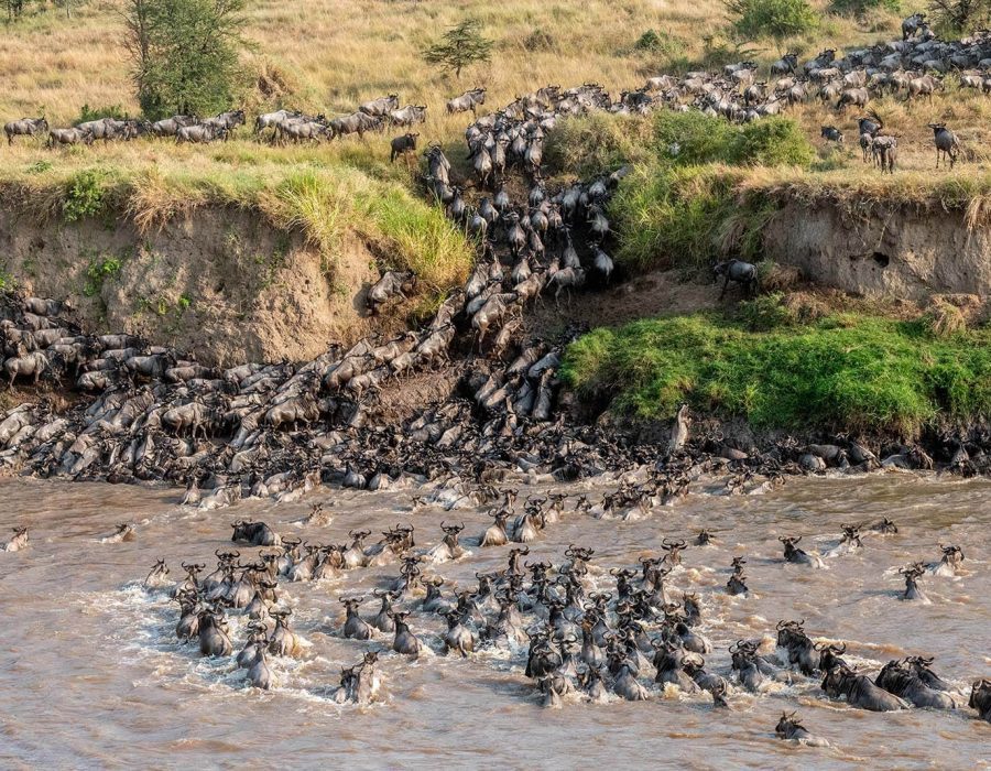 Wildebeest crossing the Mara River during the Great Migration