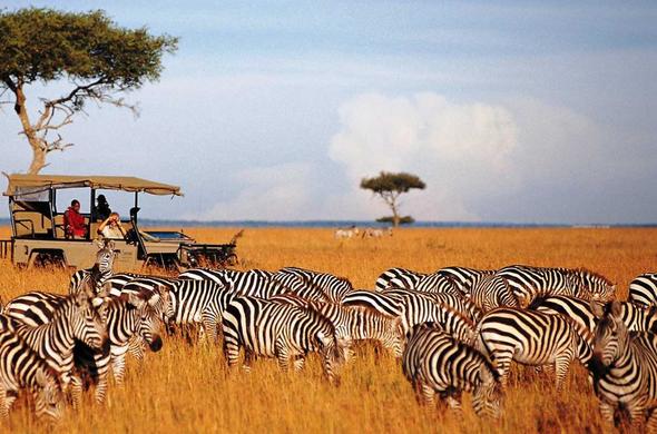 Safari jeeps beside a zebra herd on the open plains of the Maasai Mara